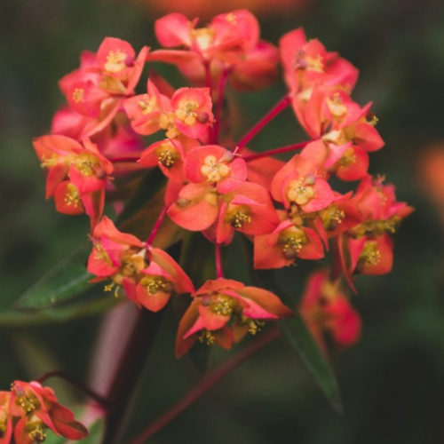 image of a red flower